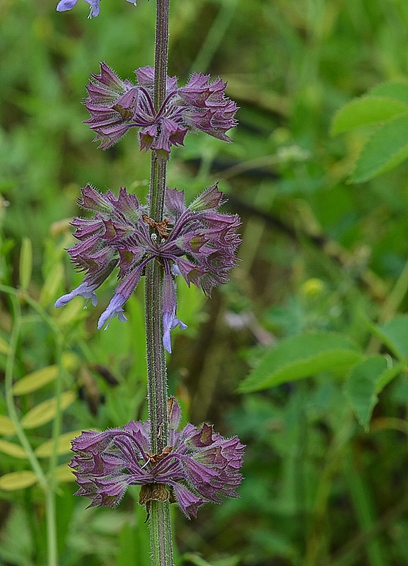 šalvia praslenatá Salvia verticillata L.