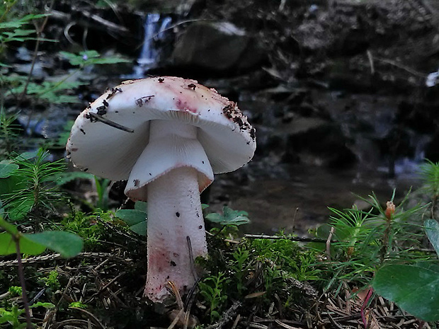 muchotrávka červenkastá Amanita rubescens Pers.