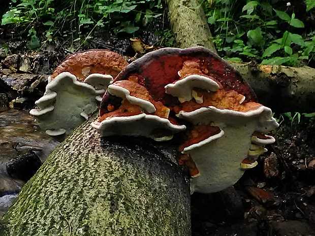 práchnovček pásikavý Fomitopsis pinicola (Sw.) P. Karst.