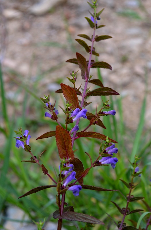 šišak vrúbkovaný Scutellaria galericulata L.