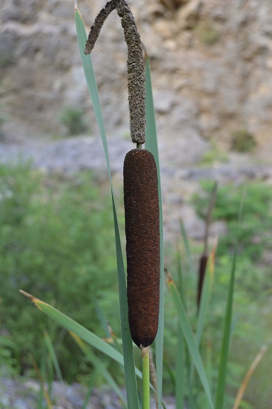 pálka širokolistá Typha latifolia L.