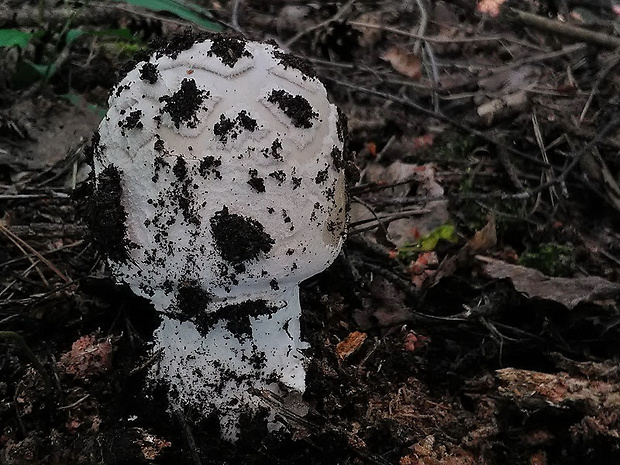 muchotrávka šiškovitá Amanita strobiliformis Gonn. & Rabenh.