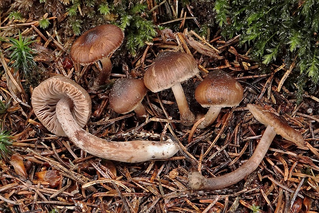 vláknica Inocybe sphagnophila Bandini & B. Oertel