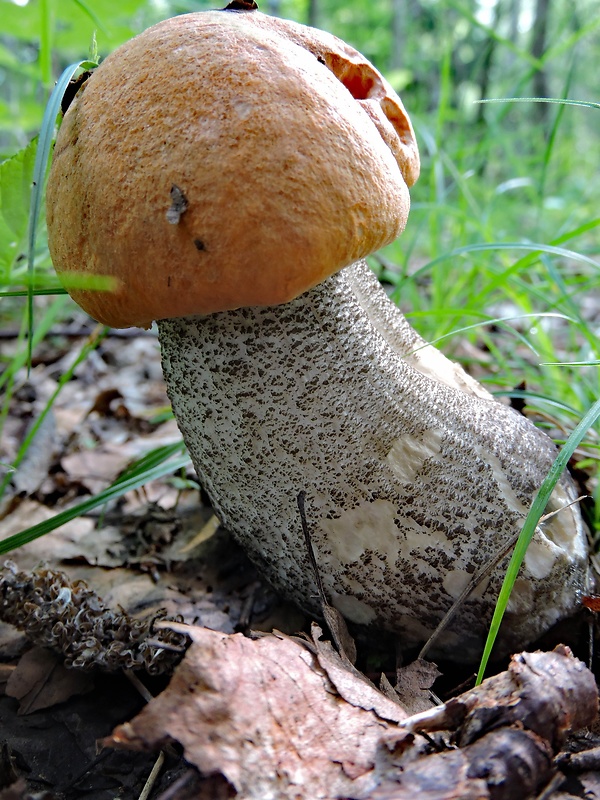 kozák žltooranžový Leccinum versipelle (Fr. & Hök) Snell