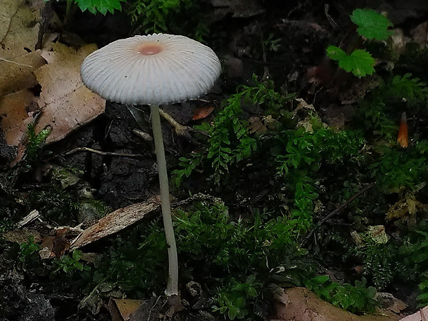 hnojník ozdobný Parasola plicatilis (Curtis) Redhead, Vilgalys & Hopple