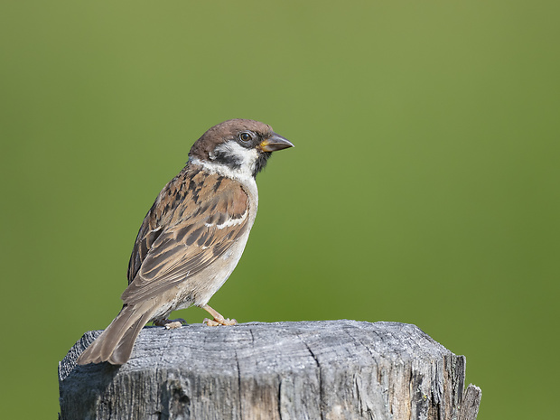 vrabec poľný  Passer montanus