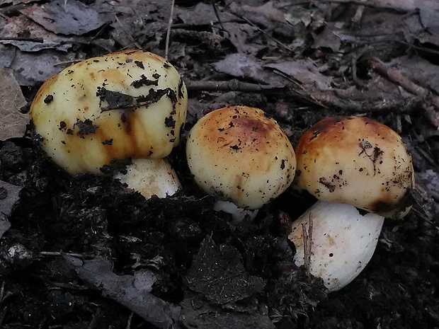 plávka smradľavá Russula foetens Pers.