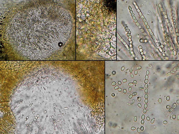 ponorenec poduškovitý Trichoderma pulvinatum (Fuckel) Jaklitsch & Voglmayr