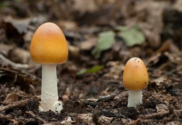 muchotrávka oranžová Amanita crocea (Quél.) Singer