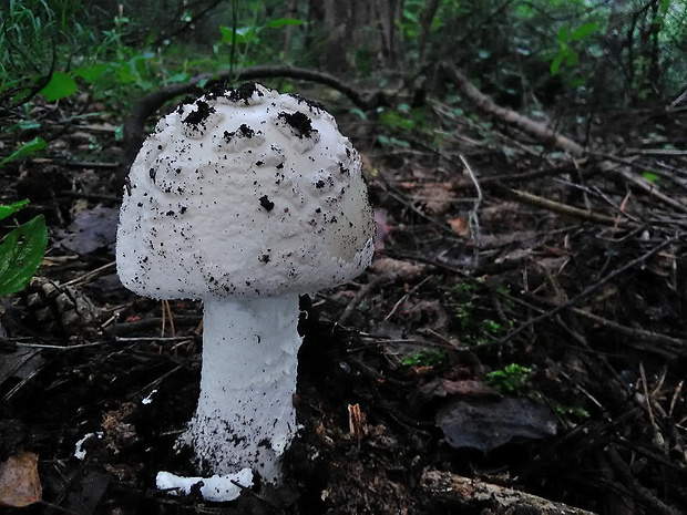 muchotrávka šiškovitá Amanita strobiliformis Gonn. & Rabenh.