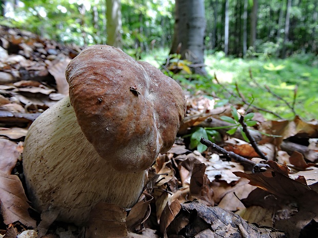 hríb smrekový Boletus edulis Bull.