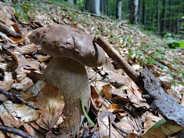 hríb dubový Boletus reticulatus Schaeff.