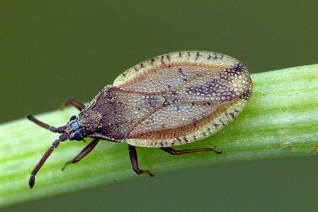 sietnačka (sk) / síťnatka (cz) Catoplatus fabricii Stål, 1873