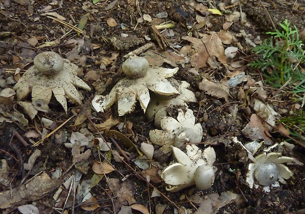 hviezdovka tmavá Geastrum coronatum Pers.