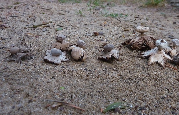 hviezdovka malá Geastrum minimum Schwein.