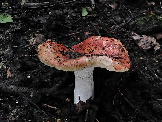 plávka Velenovského Russula cf. velenovskyi Melzer & Zvára