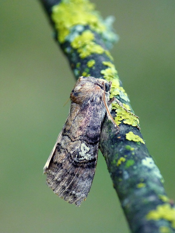 môrka trojbodá Tethea ocularis