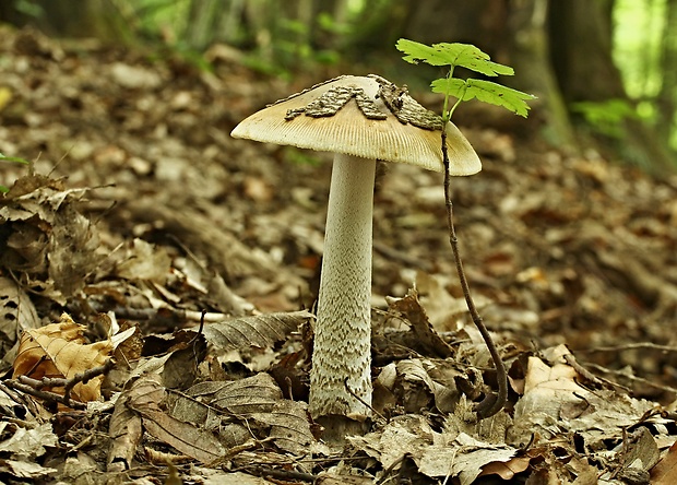 muchotrávka umbrovožltá Amanita battarrae (Boud.) Bon