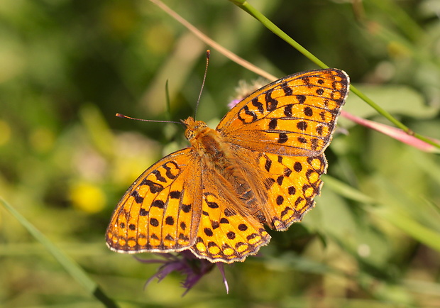 perlovec fialkový  Argynnis adippe