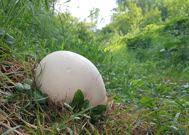 vatovec obrovský Calvatia gigantea (Batsch) Lloyd