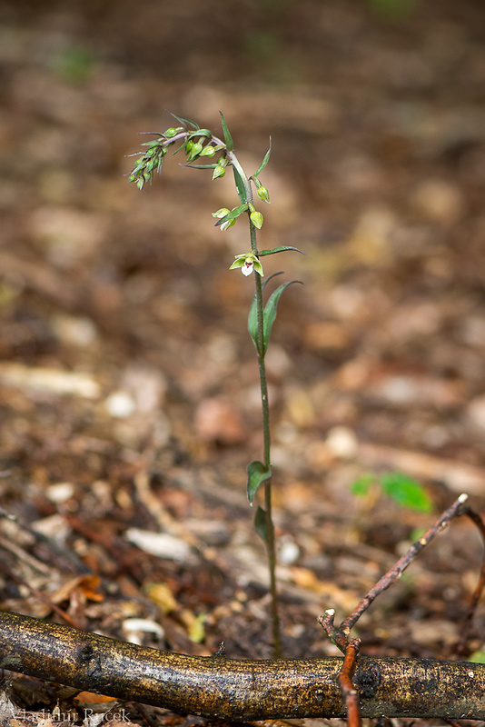 kruštík modrofialový Epipactis purpurata Sm.