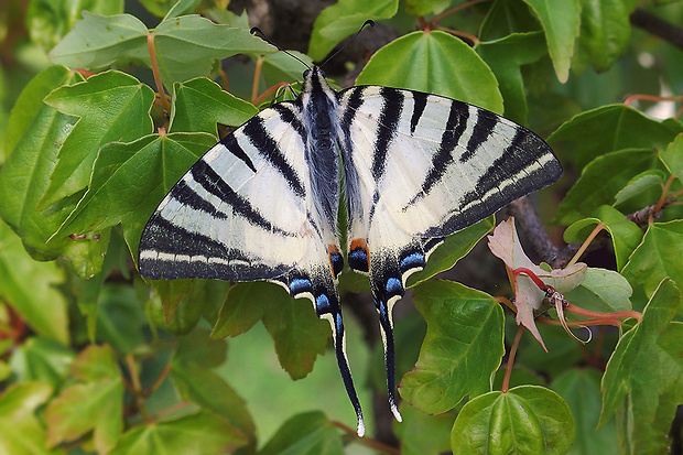 vidlochvost ovocný  Iphiclides podalirius