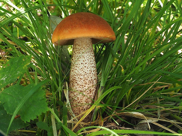 kozák dubový Leccinum aurantiacum (Bull.) Gray