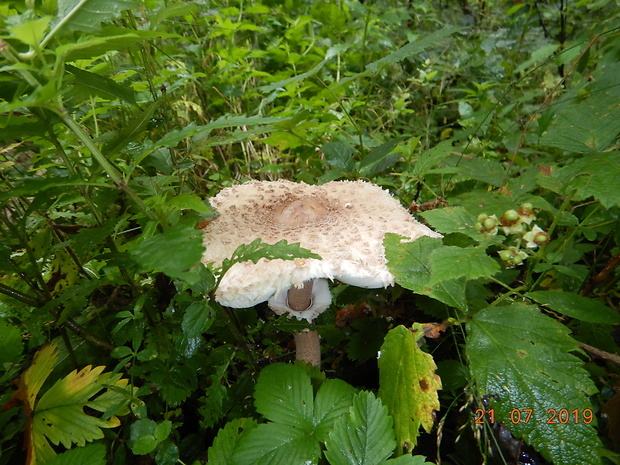 bedľa vysoká Macrolepiota procera (Scop.) Singer