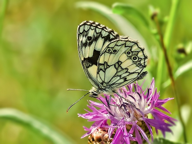 očkáň timotejkový Melanargia galathea