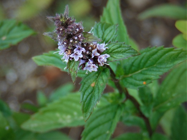 mäta prieporná Mentha priperita