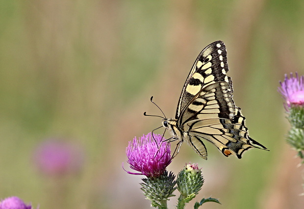 vidlochvost feniklový Papilio machaon