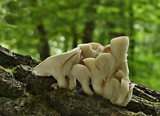 hliva lievikovitá Pleurotus cornucopiae (Paulet) Rolland