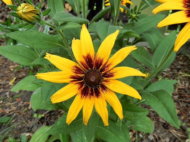 rudbekia srstnatá Rudbeckia hirta L.