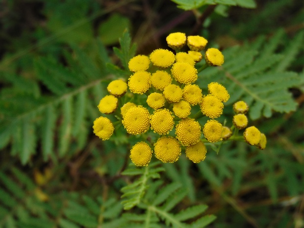 vratič obyčajný Tanacetum vulgare L.