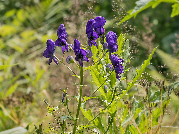 prilbica pestrá Aconitum variegatum L.