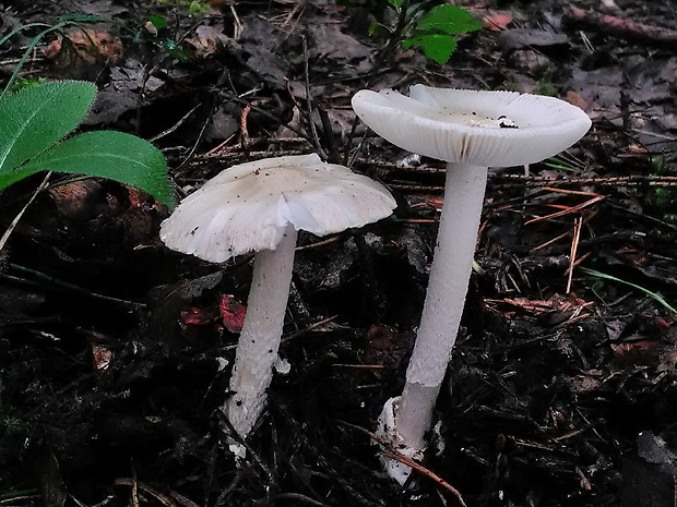 muchotrávka pošvatá biela Amanita vaginata var. alba Gillet