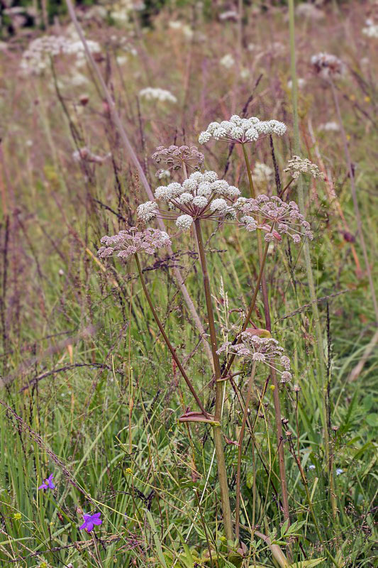 jarmanka väčšia Astrantia major L.