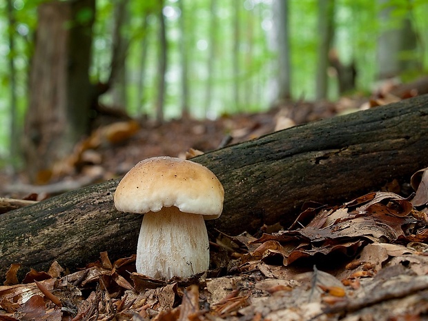 hríb smrekový Boletus edulis Bull.