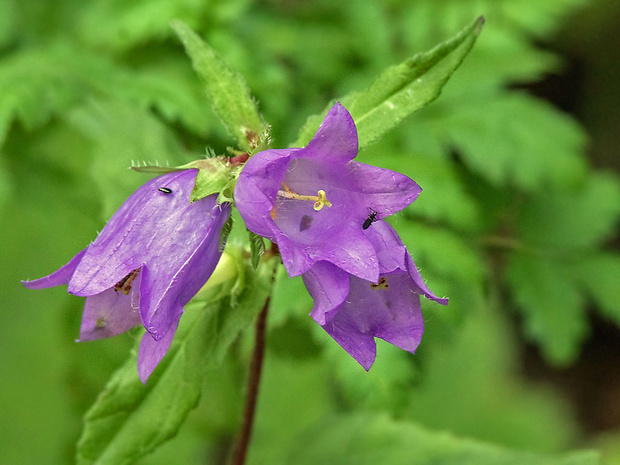 zvonček Campanula sp.