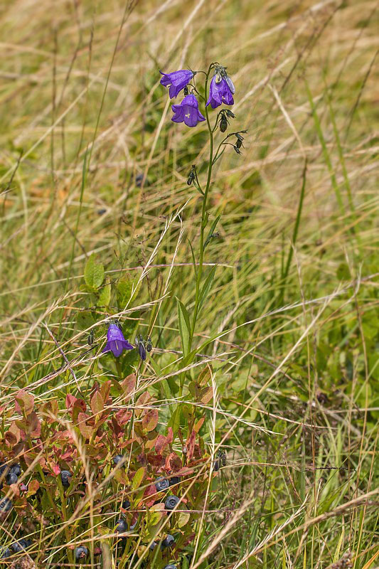 zvonček Campanula sp.