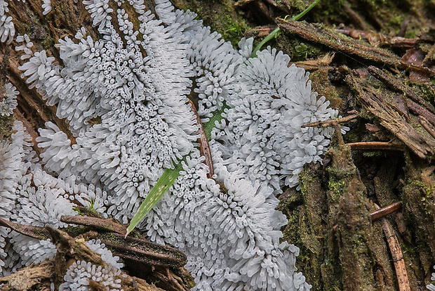 rohačka kríčkovitá, nerozvetvená varieta Ceratiomyxa fruticulosa var. descendens Emoto (1933)