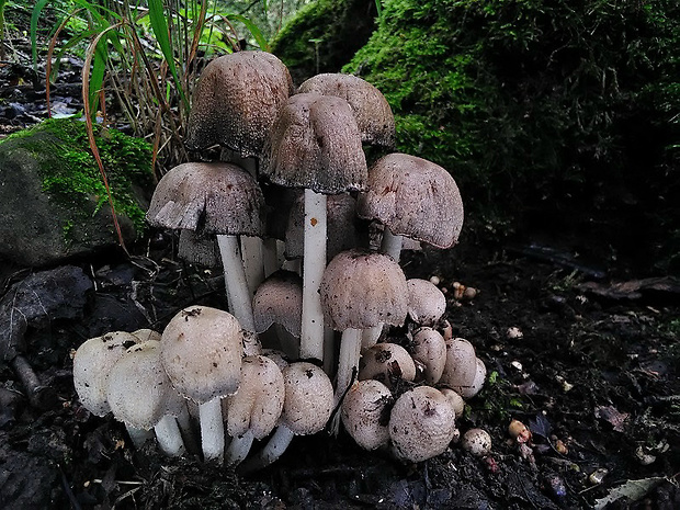 hnojník atramentový Coprinopsis atramentaria (Bull.) Redhead, Vilgalys & Moncalvo