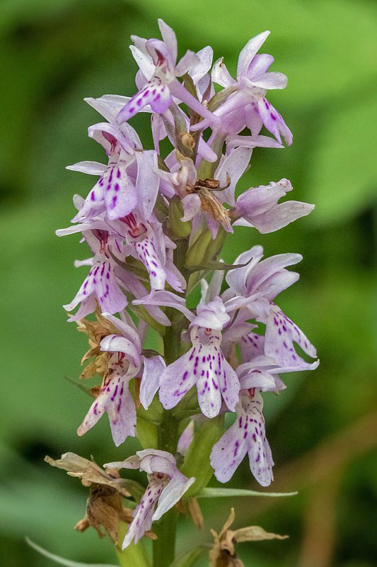 vstavačovec Dactylorhiza sp.