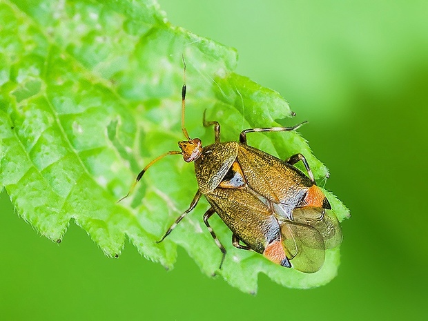 bzdôška Deraeocoris olivaceus