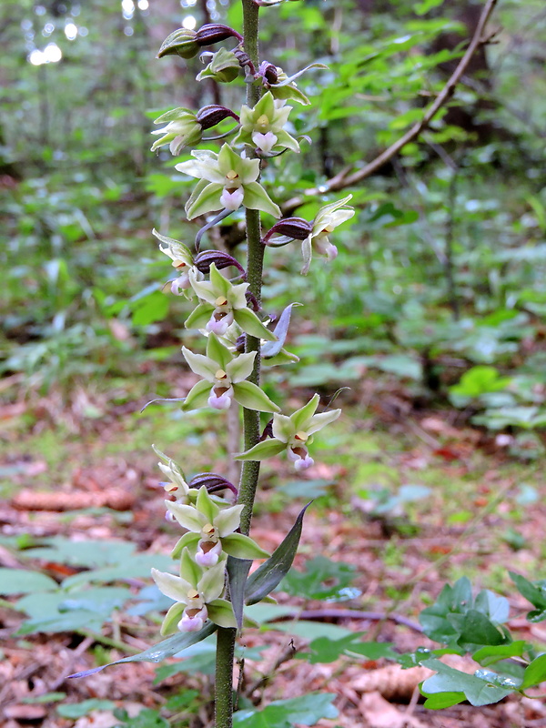 kruštík modrofialový Epipactis purpurata Sm.