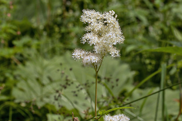 túžobník obyčajný Filipendula vulgaris Moench