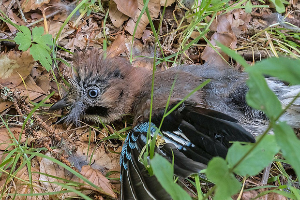 sojka škriekavá  Garrulus glandarius