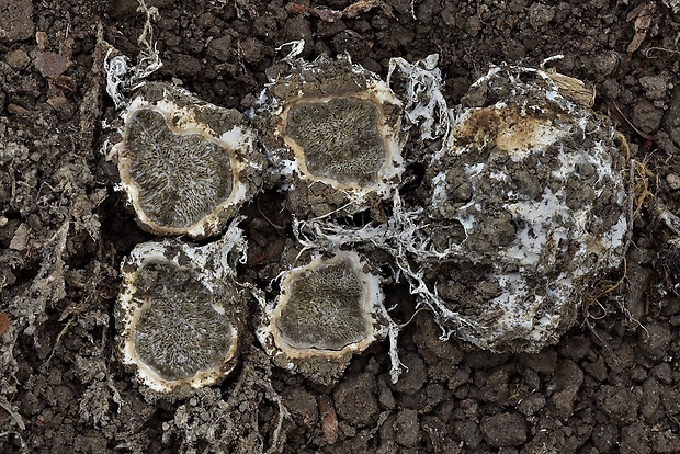 lúpavka obličková Hysterangium nephriticum Berk.