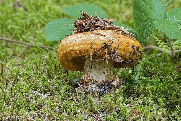 rýdzik nádherný Lactarius cf. repraesentaneus Britzelm.