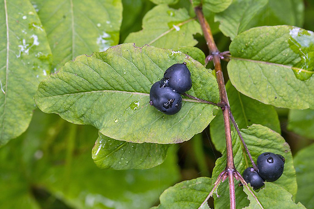 zemolez čierny Lonicera nigra L.